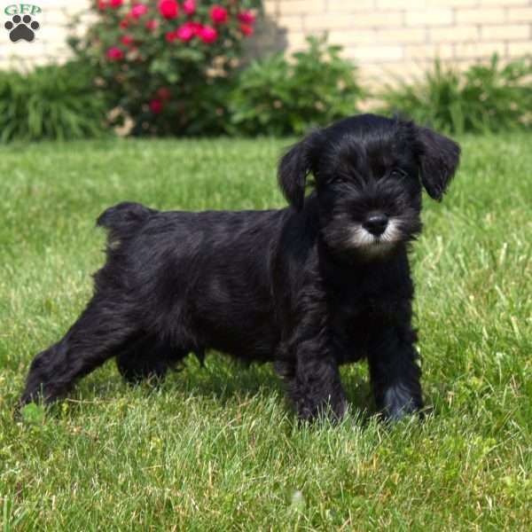 Lawrence, Miniature Schnauzer Puppy