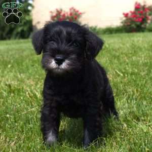 Lawrence, Miniature Schnauzer Puppy