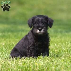 Lawrence, Miniature Schnauzer Puppy
