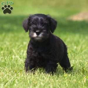 Lawrence, Miniature Schnauzer Puppy