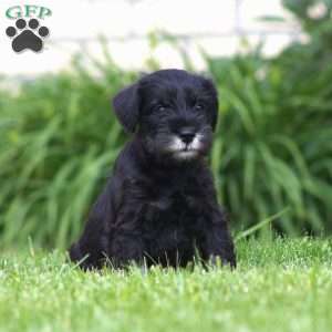 Lawrence, Miniature Schnauzer Puppy