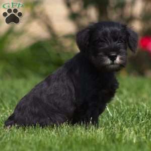 Lawrence, Miniature Schnauzer Puppy