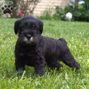 Lawrence, Miniature Schnauzer Puppy