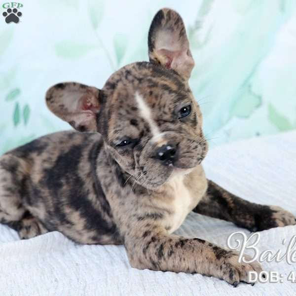 Bailey, French Bulldog Mix Puppy