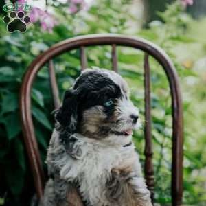 Barkley, Mini Bernedoodle Puppy