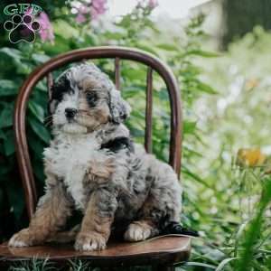 Barkley, Mini Bernedoodle Puppy