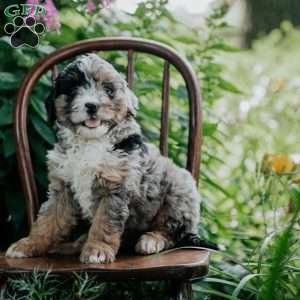 Barkley, Mini Bernedoodle Puppy