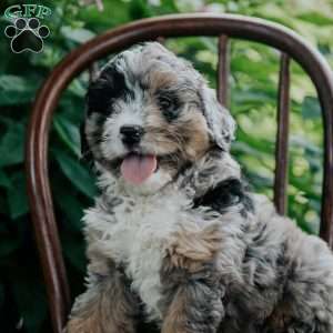 Barkley, Mini Bernedoodle Puppy