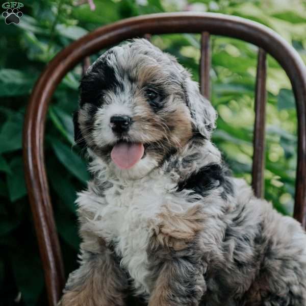 Barkley, Mini Bernedoodle Puppy