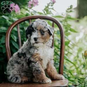Barkley, Mini Bernedoodle Puppy