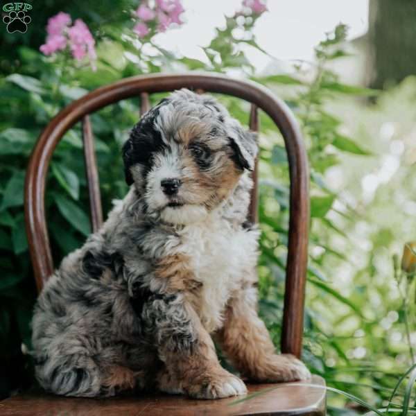 Barkley, Mini Bernedoodle Puppy