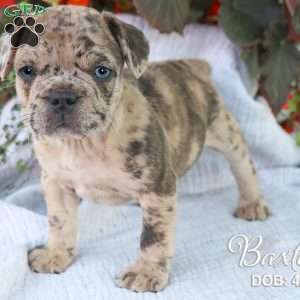 Baxter, French Bulldog Mix Puppy