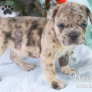 Baxter, French Bulldog Mix Puppy