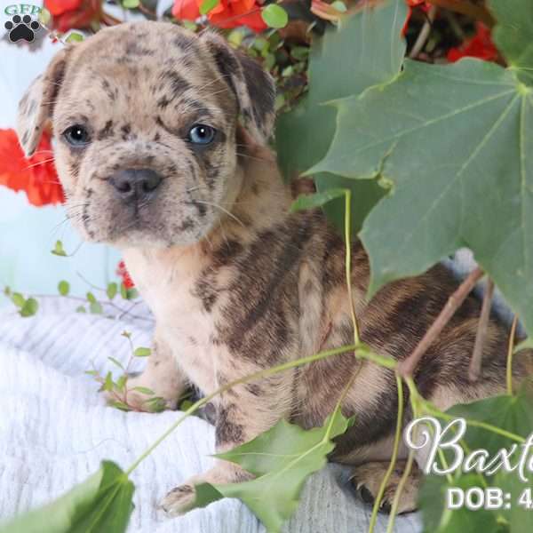 Baxter, French Bulldog Mix Puppy