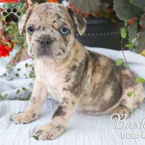 Baxter, French Bulldog Mix Puppy