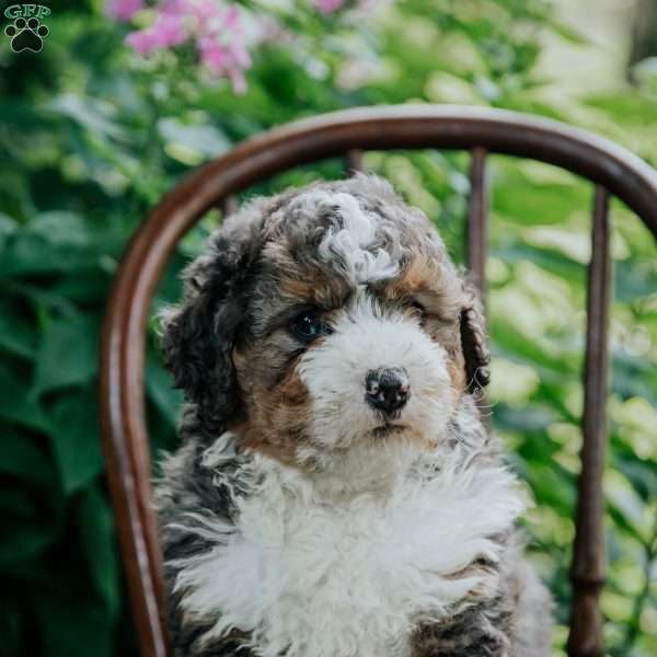 Benny, Mini Bernedoodle Puppy