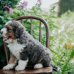 Benny, Mini Bernedoodle Puppy