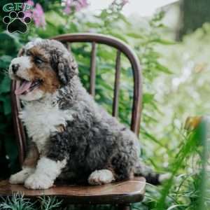 Benny, Mini Bernedoodle Puppy