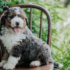 Benny, Mini Bernedoodle Puppy