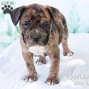 Benson, French Bulldog Mix Puppy