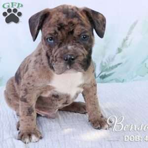 Benson, French Bulldog Mix Puppy