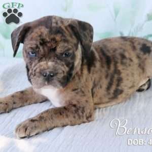 Benson, French Bulldog Mix Puppy
