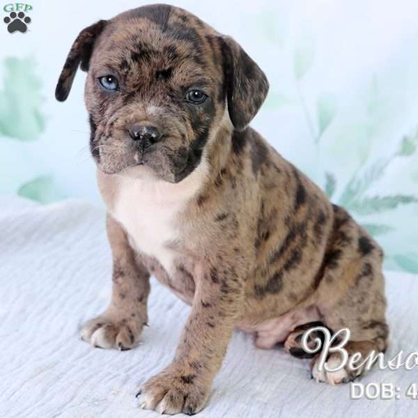 Benson, French Bulldog Mix Puppy