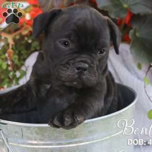 Bently, French Bulldog Mix Puppy