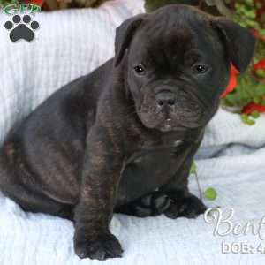 Bently, French Bulldog Mix Puppy