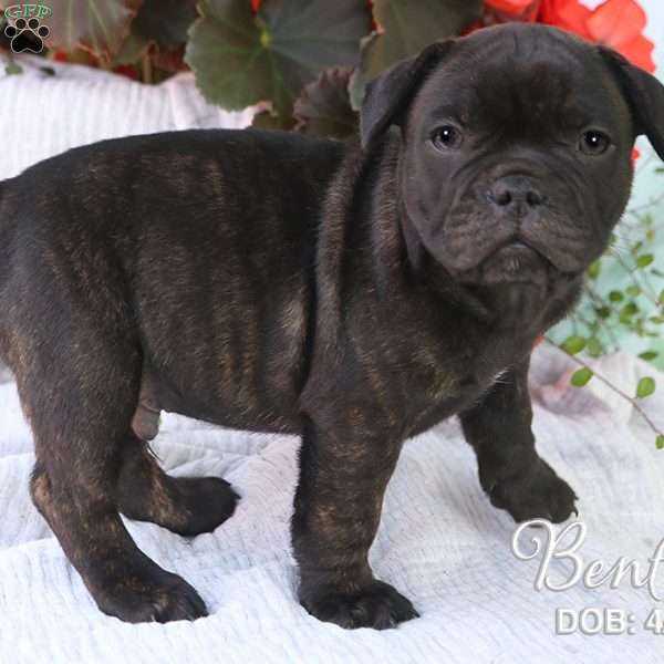 Bently, French Bulldog Mix Puppy