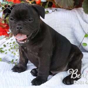 Bently, French Bulldog Mix Puppy