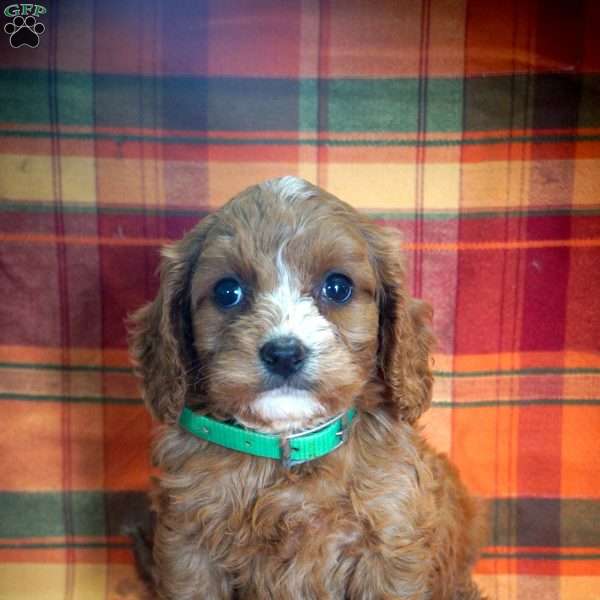 Betty, Cavapoo Puppy