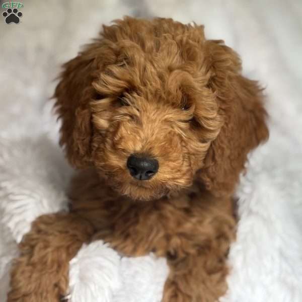 Miss Black, Mini Goldendoodle Puppy