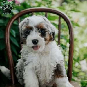 Blossom, Mini Bernedoodle Puppy