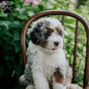 Blossom, Mini Bernedoodle Puppy