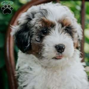 Blossom, Mini Bernedoodle Puppy