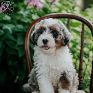 Blossom, Mini Bernedoodle Puppy