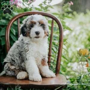 Blossom, Mini Bernedoodle Puppy