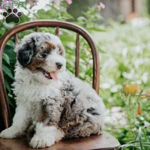 Blossom, Mini Bernedoodle Puppy
