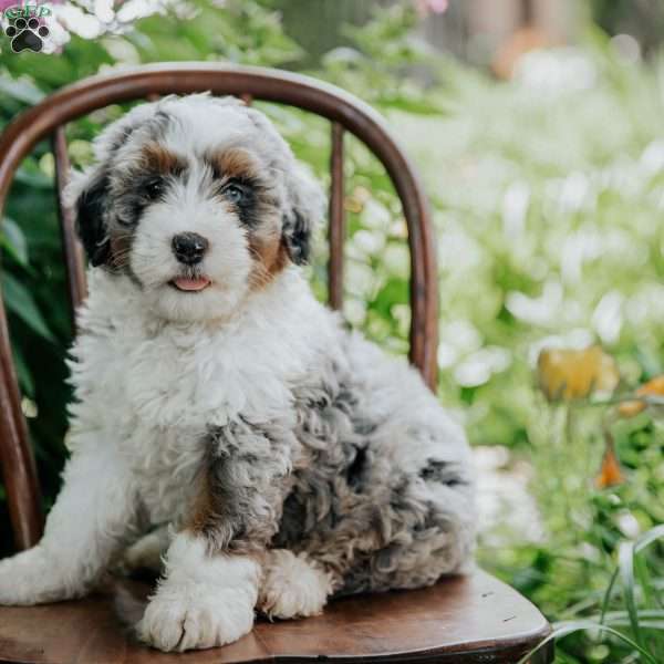 Blossom, Mini Bernedoodle Puppy
