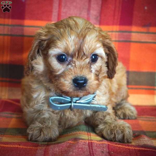 Blossom, Cavapoo Puppy