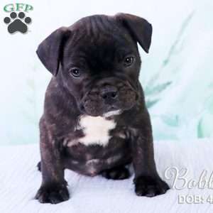 Bobby, French Bulldog Mix Puppy