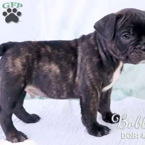 Bobby, French Bulldog Mix Puppy