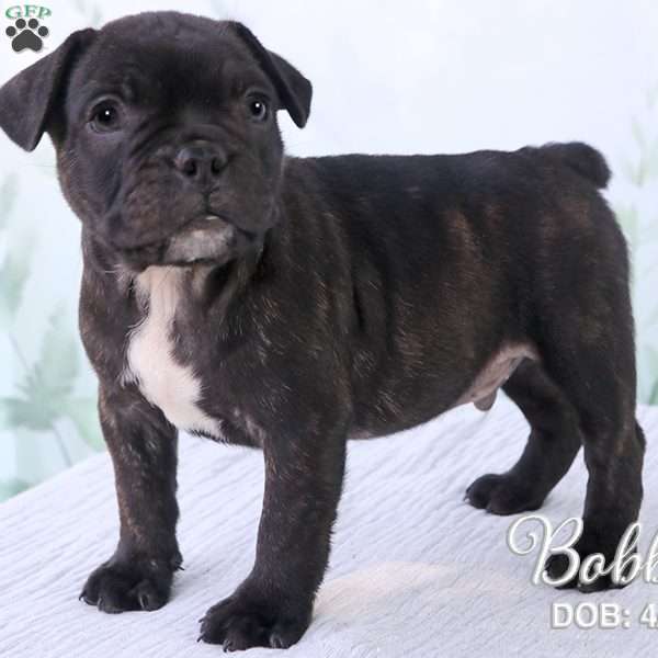 Bobby, French Bulldog Mix Puppy