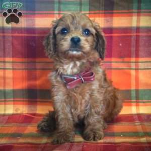Bobby, Cavapoo Puppy