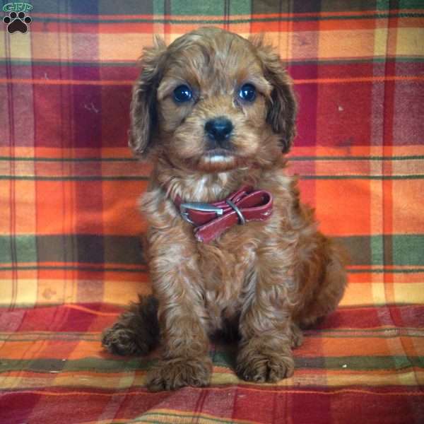 Bobby, Cavapoo Puppy