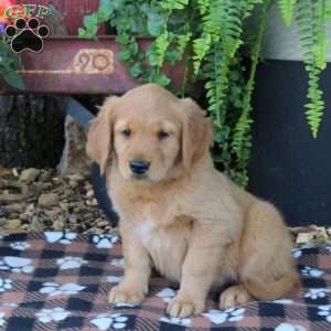Brody, Golden Retriever Puppy