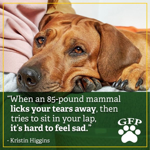 brown dog resting head on paws and looking soulfully into the camera, text on image is a quote from kristin higgins that reads "when an 85-pound mammal licks your tears away, then tries to sit in your lap, it's hard to feel sad."