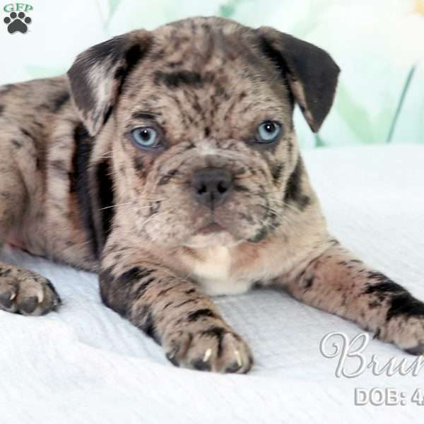 Bruno, French Bulldog Mix Puppy