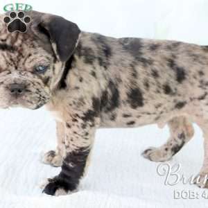Bruno, French Bulldog Mix Puppy